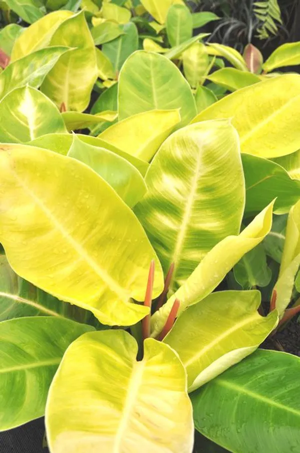 Philodendron_'Lemon_Lime'_(_Golden_Money_Plant)_Pack_Of_1