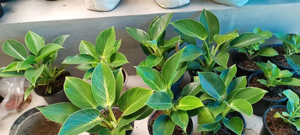 Philodendron_Plant_(_Pack_Of_1_)