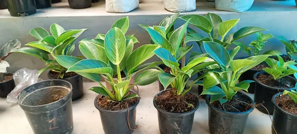 Philodendron_Plant_(_Pack_Of_1_)