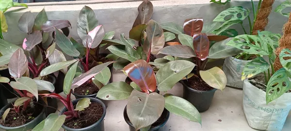Philodendron_(Grafted)_Indoor_Plant_(Pack_Of_1_)
