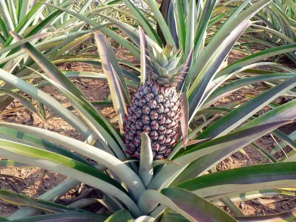 Pineapple__Fruit_Plant_(Hybrid,_Pack_Of_1)