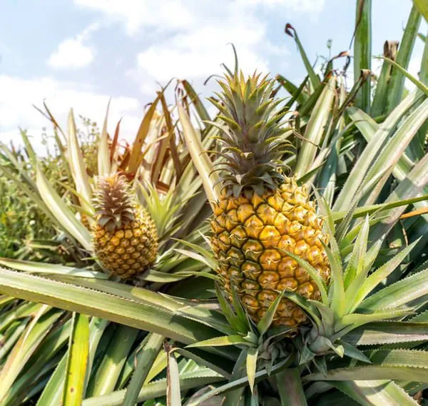 Pineapple__Fruit_Plant_(Hybrid,_Pack_Of_1)