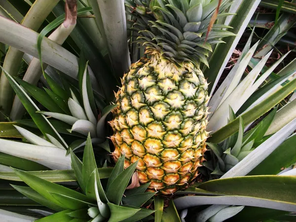 Pineapple__Fruit_Plant_(Hybrid,_Pack_Of_1)