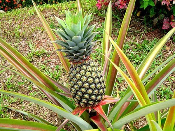 Pineapple__Fruit_Plant_(Hybrid,_Pack_Of_1)