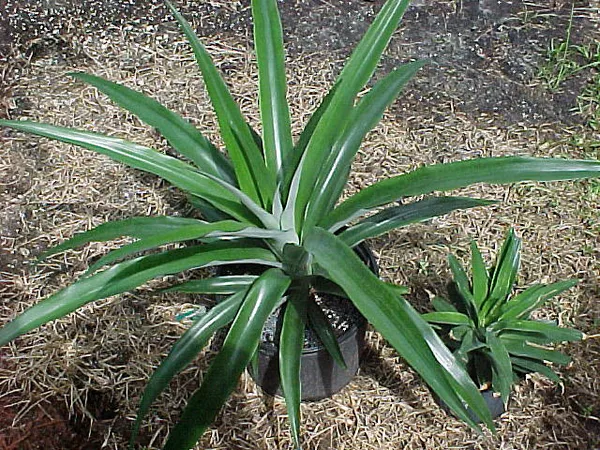 Pineapple__Fruit_Plant_(Hybrid,_Pack_Of_1)
