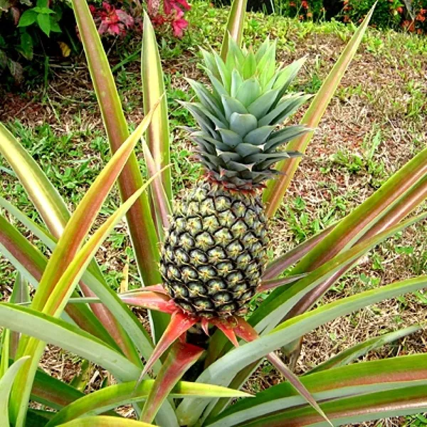 Pineapple__Fruit_Plant_(Hybrid,_Pack_Of_1)