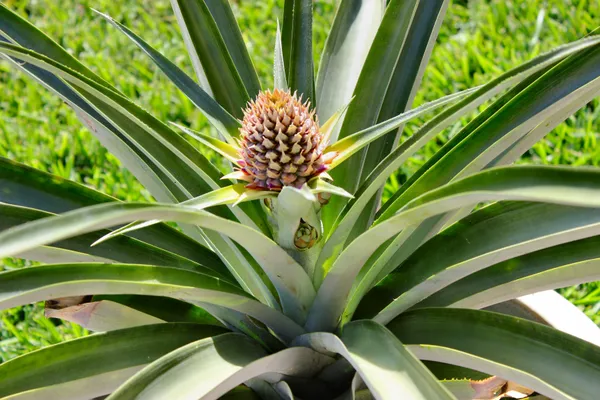 Pineapple__Fruit_Plant_(Hybrid,_Pack_Of_1)