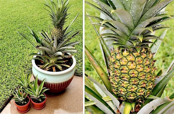 Pineapple__Fruit_Plant_(Hybrid,_Pack_Of_1)