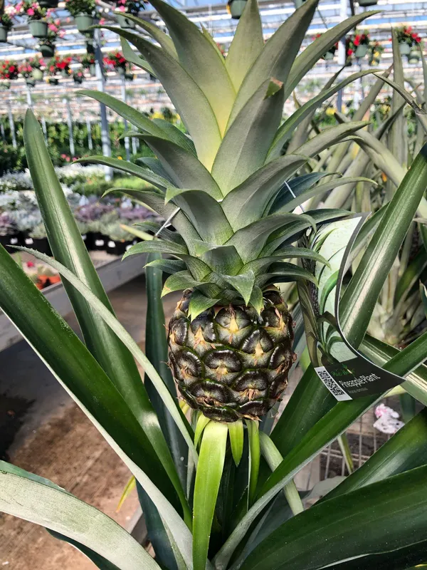 Pineapple__Fruit_Plant_(Hybrid,_Pack_Of_1)