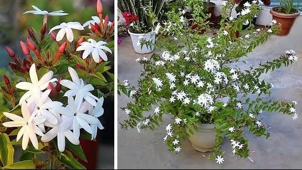 Pink_Jasmine_flower_plant_Jasmine_Flower_Plant/pink_jasmine