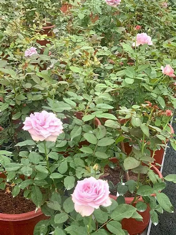 Pink_Dutch_Hybrid_Flower__Plant_For_Bush/Home_Gardening_(Pack_Of_1)
