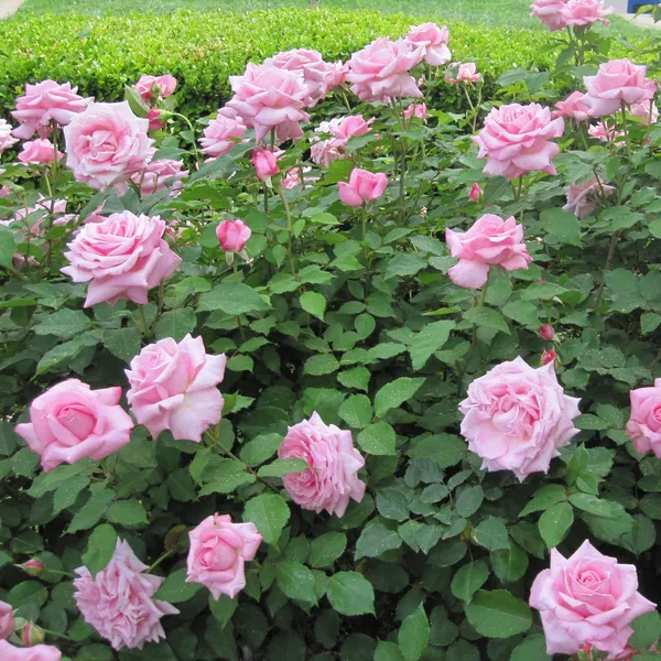 Pink_Dutch_Hybrid_Flower__Plant_For_Bush/Home_Gardening_(Pack_Of_1)