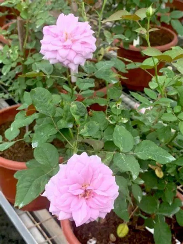 Pink_Dutch_Hybrid_Flower__Plant_For_Bush/Home_Gardening_(Pack_Of_1)