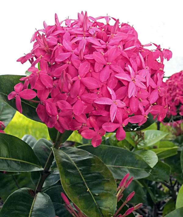 Pink_Ixora_12_Month/Alltime_Flower_Plant_For_Home_Gardening_(Hybrid,_Pack_Of_1)