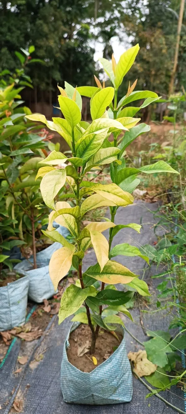 Pink_Ixora_12_Month/Alltime_Flower_Plant_For_Home_Gardening_(Hybrid,_Pack_Of_1)