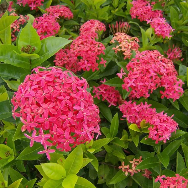 Pink_Ixora_12_Month/Alltime_Flower_Plant_For_Home_Gardening_(Hybrid,_Pack_Of_1)
