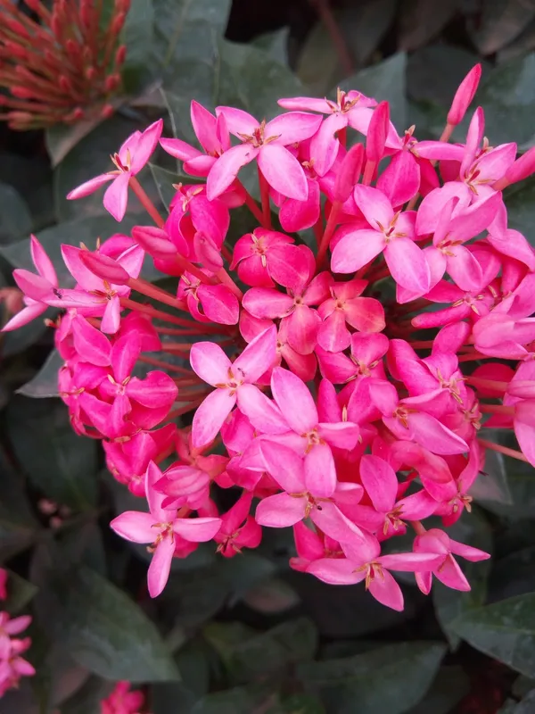 Pink_Ixora_12_Month/Alltime_Flower_Plant_For_Home_Gardening_(Hybrid,_Pack_Of_1)