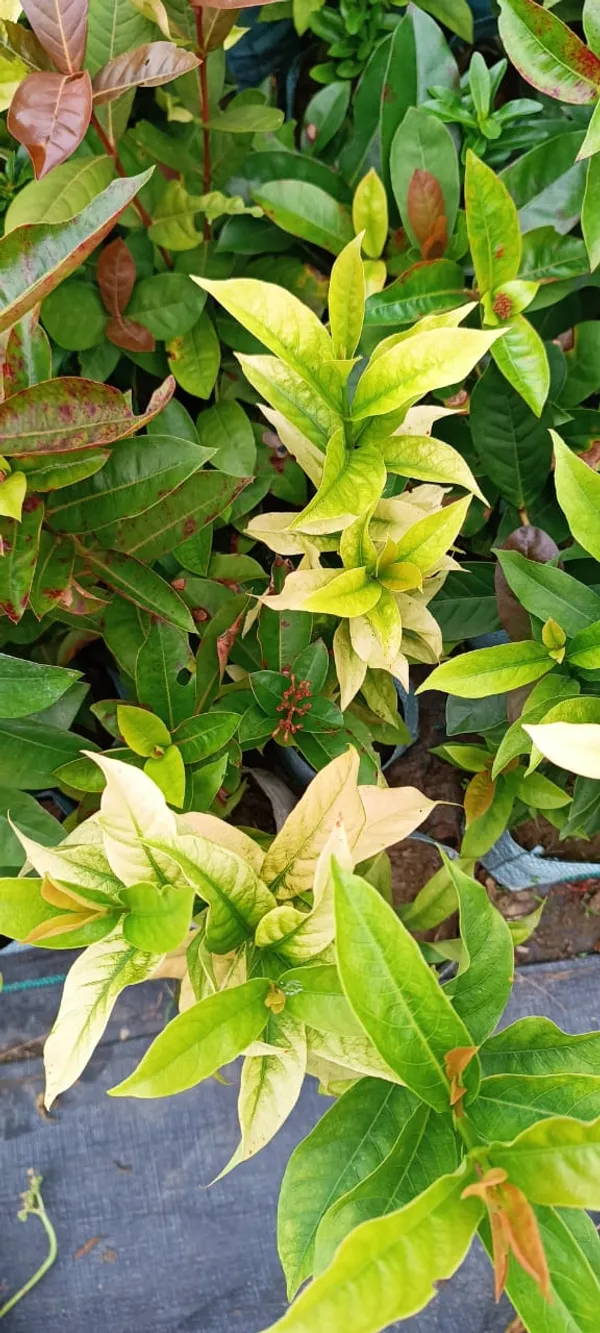 Pink_Ixora_12_Month/Alltime_Flower_Plant_For_Home_Gardening_(Hybrid,_Pack_Of_1)