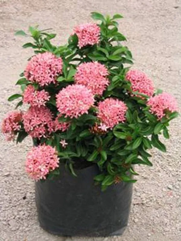 Pink_Ixora_Flower_Plant_(Hybrid_plant)