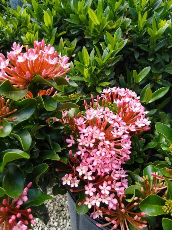 Pink_Ixora_Flower_Plant_(Hybrid_plant)