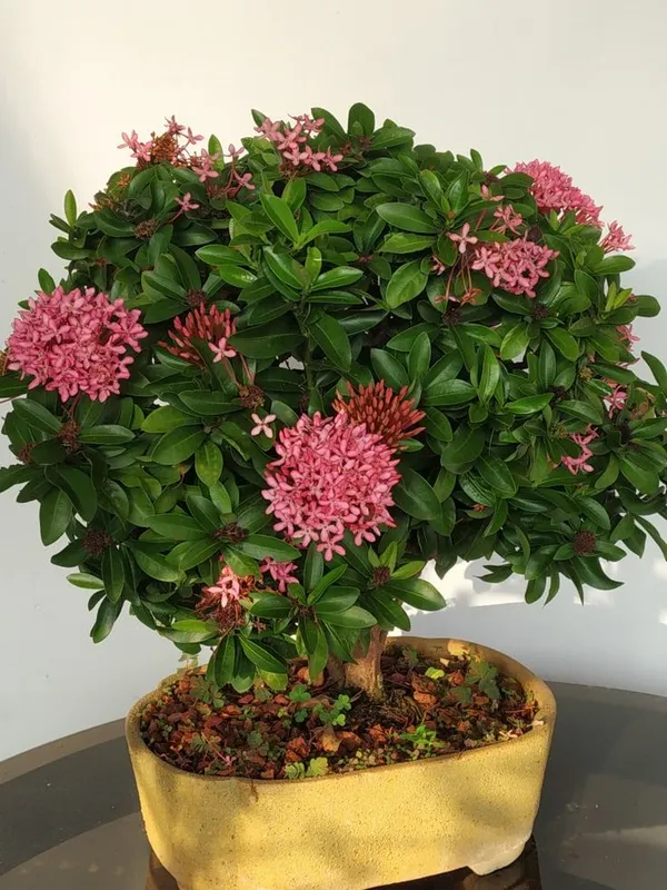 Pink_Ixora_Flower_Plant_(Hybrid_plant)