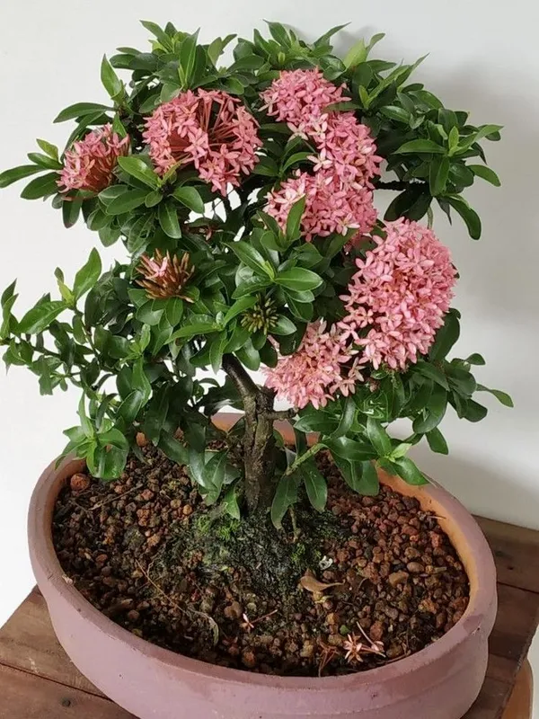 Pink_Ixora_Flower_Plant_(Hybrid_plant)