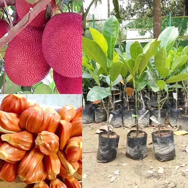 Pink_Jackfruit_Grafting_Plant__(Pack_Of_1)