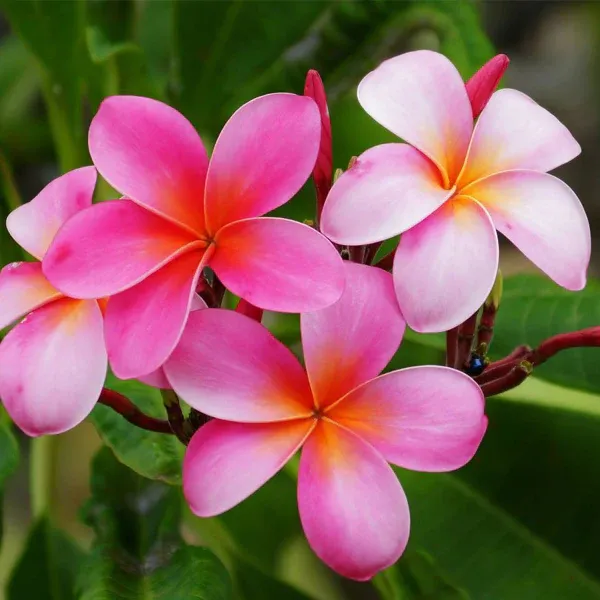 Pink_Plumeria_Champak_Tree_(Kath_Chapa)_Flower