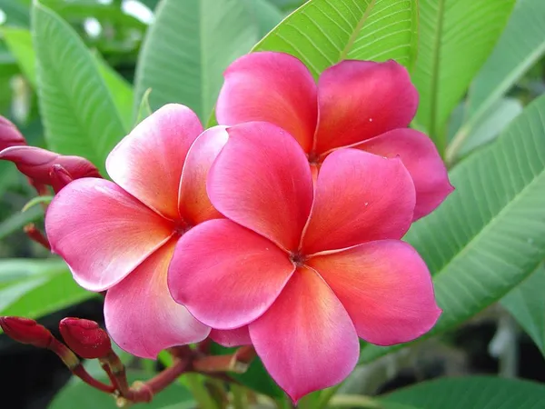 Pink_Plumeria_Champak_Tree_(Kath_Chapa)_Flower