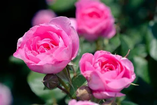 Pink_Rose_(Grafted)_1.5-3.5_Ft_Flower_Plant_(Pack_Of_1)
