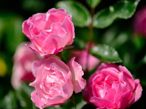 Pink_Rose_(Grafted)_1.5-3.5_Ft_Flower_Plant_(Pack_Of_1)