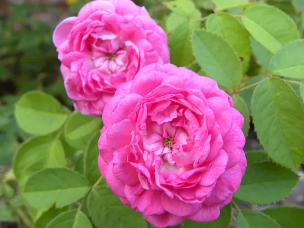 Pink_Rose_(Grafted)__Plant_(_Pack_Of_1_)