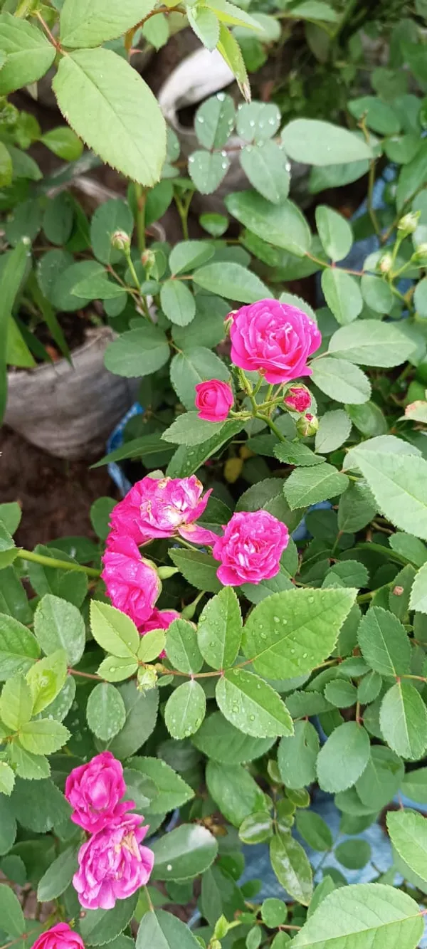 Pink_Rose_(Grafted)__Plant_(_Pack_Of_1_)