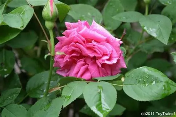 Pink_Rose_(Grafted)__Plant_(_Pack_Of_1_)