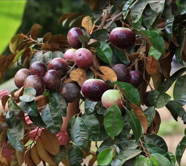 Milk_Fruit_(Star_Apple)_Plant_–Sweet_Tropical_Fruit_Variety,_Easy_to_Grow_Plant_For_Home_Garden