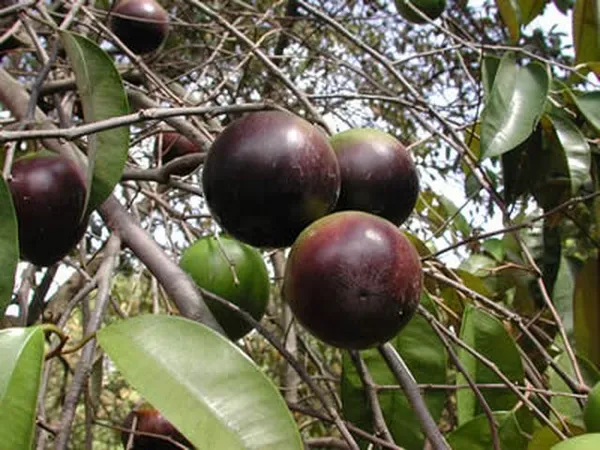 Milk_Fruit_(Star_Apple)_Plant_–Sweet_Tropical_Fruit_Variety,_Easy_to_Grow_Plant_For_Home_Garden