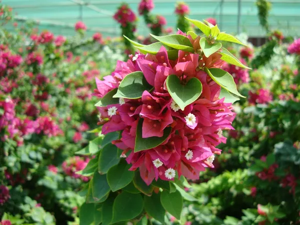 Pixie_Queen_Bougainvillea_(Grafted)-Flowering_Plant_(Hybrid,_Pack_Of_1)