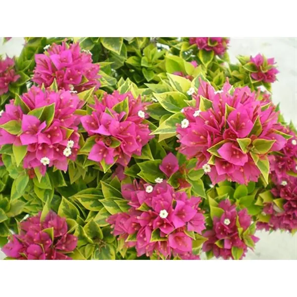 Pixie_Queen_Bougainvillea_(Grafted)-Flowering_Plant_(Hybrid,_Pack_Of_1)