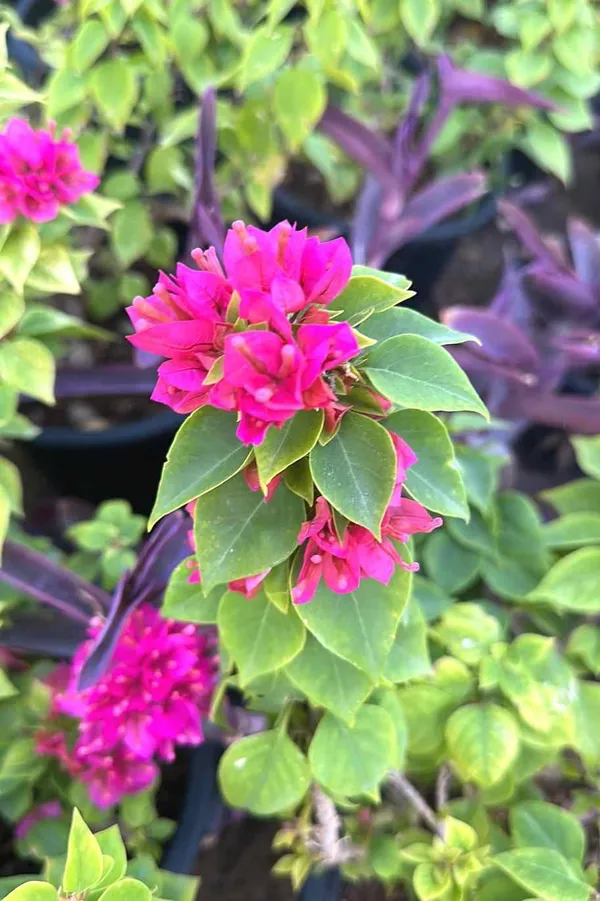 Pixie_Queen_Bougainvillea_(Grafted)-Flowering_Plant_(Hybrid,_Pack_Of_1)