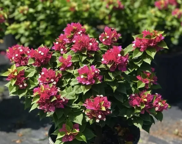 Pixie_Queen_Bougainvillea_(Grafted)-Flowering_Plant_(Hybrid,_Pack_Of_1)