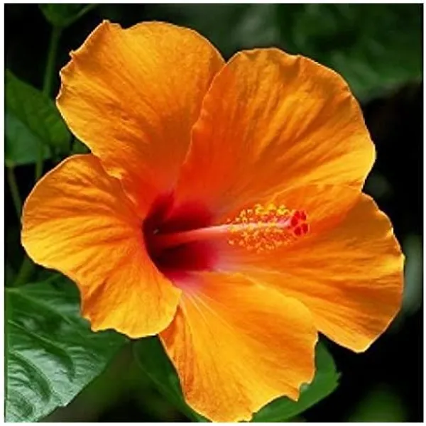 Orange_Rose_Mallow_Hibiscus_Plant