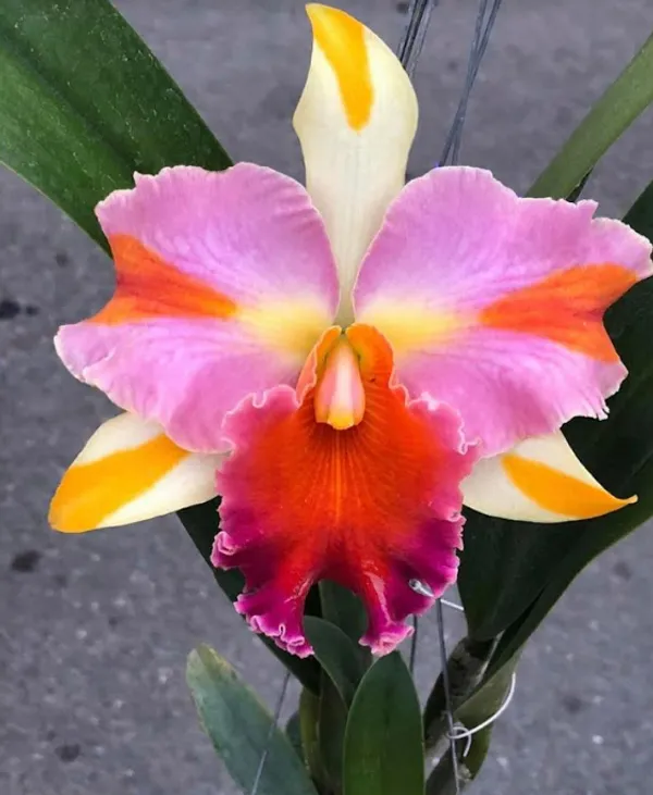 cattleya_Amazing_Thailand_Rainbow