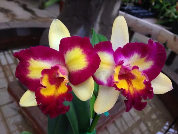 Cattleya_Shin_Shiang_Diamond