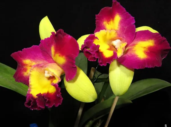 Cattleya_Shin_Shiang_Diamond