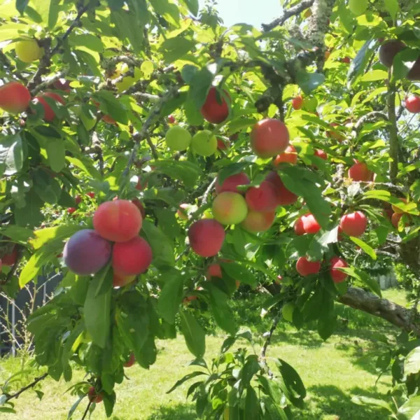 Plum_Plant_Prunus_Domestica_Aloo_Bukhara