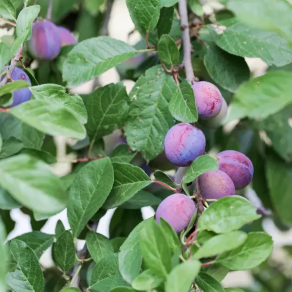 Plum_Plant_Prunus_Domestica_Aloo_Bukhara