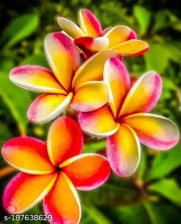 Plumeria_Flower_Plant_(1.5-2_Feet_Height_Pack_Of_1)