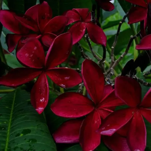 Plumeria_Dark_Red_Flower_Plant__(Pack_Of_1)