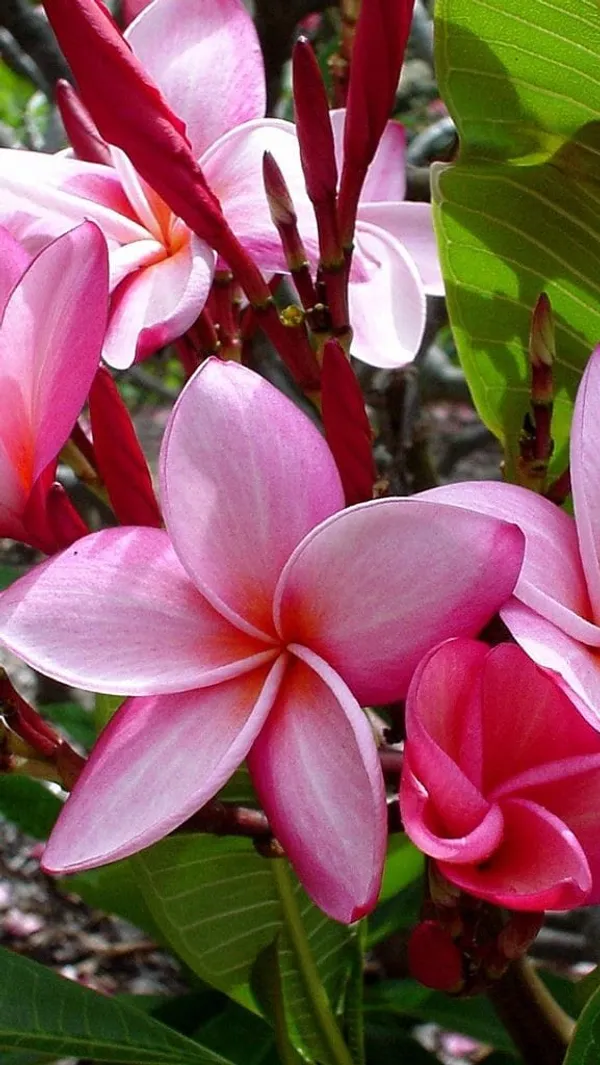 Plumeria_Pink_Flower_Plant_1