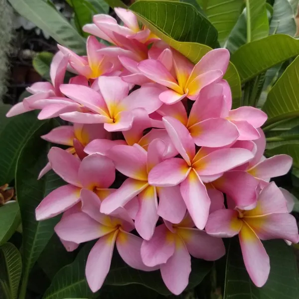 Plumeria_Pink_Flower_Plant